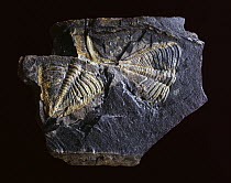 Trilobite (Dalmanites camprodonensis) fossil from the Silurian period, Girona, Spain