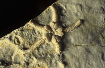 Ophiurid (Aspidura montserratensis) echinoderm fossil from the Triassic period, life size, Spain