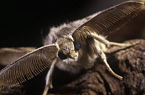Close up of a male moth's head and highly sensitive antennas which detect the sexual pheromones released by potential mates, Barcelona, Spain