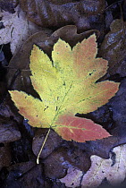 Wild Service Tree (Sorbus torminalis) leaf on forest floor in autumn, Pyrenees, Spain