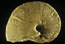 Ammonite (Platiknemiceras bassei) fossil of the Triassic period, Tarragona, Spain
