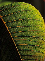 Poinsettia (Euphorbia pulcherrima) leaf detail showing veins, an ornamental species originating in Mexico