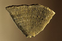 Coral (Phyllosmilia catalaunica) fossil fragment of the Cretaceous period, Lleida, Spain