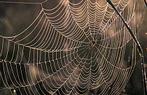 Spider in web at day break, Girona, Spain