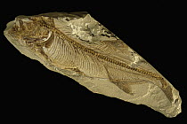 Fish (Ichthyemidion vidali) fossil from the early Cretaceous, Spain