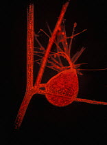 Humped Bladderwort (Utricularia gibba) vesicle, 20x magnification, Spain