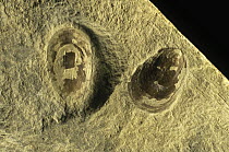 Brachipod (Lingula tenuissima) fossils from the middle Triassic period, Spain