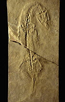 Lizard (Lariosaurus balsami) fossil, Spain