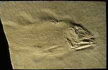 Fish (Alcoveria brevis) fossil from the Triassic period, Spain