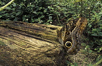 Illioneus Giant Owl (Caligo illioneus) on fallen log in forest, Venezuela