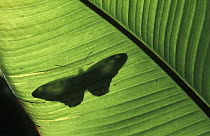 Butterfly shadow on banana leaf, Venezuela