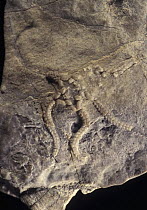 Brittlestar (Stephanouropsis moralejai) fossil of the Triassic period, Spain
