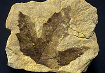Sycamore (Platanus aceroides) leaf fossil from the Pliocene period, Spain