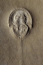 Horseshoe Crab (Tarracolimulus rieki) fossil from the Triassic period, Spain