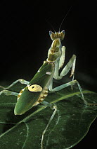 Indian Flower Mantis (Creobroter meleagris) on leaf, native to India