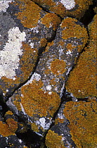 Crustose lichen on volcanic rock, Timanfaya National Park, Spain