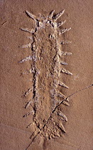 Holothuroidean (Oneirophantites tarraconensis) fossil, 15 cm in length, Spain