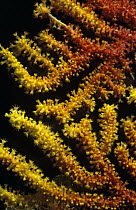Gorgonian Coral (Paramuricea clavata), Spain