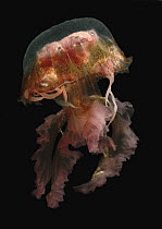 Mauve Stinger (Pelagia noctiluca) jellyfish, native to the Mediterranean