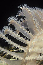 Sea Pen (Pennatula sp) tentacles made up of polyp colony, Spain
