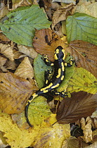 Fire Salamander (Salamandra salamandra) on leaf-covered forest floor, Catalonia, Spain