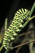 Oldworld Swallowtail (Papilio machaon) caterpillar foraging on a carrot stalk, Girona, Spain