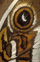 Morpho Butterfly (Morpho sp) butterfly wing with false eyespot, native to South America