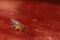 Fruit Fly (Drosophila melanogaster) on ripe fruit, Spain
