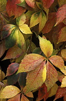 Virginia Creeper (Parthenocissus quinquefolia) leaves in autumn, a native to eastern and central North America