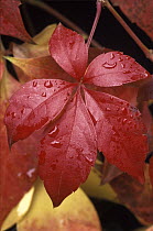 Virginia Creeper (Parthenocissus quinquefolia) leaf in autumn, a native to eastern and central North America