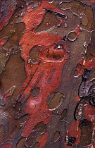 Cypress (Cupressus sp) bark detail, Barcelona, Spain