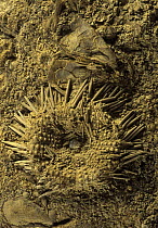Urchin (Tetragramma dubium) fossil, oral surface, from the Cretaceous period, Spain