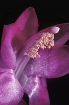 Easter Cactus (Hatiora gaertneri) flower, showing pistil and stamens, native to Brazil
