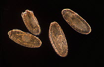 Fruit Fly (Drosophila melanogaster) embryos at 12x magnification, Spain