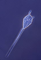 Dinoflagellate (Ceratium sp) with large horn-like appendages on the head, Spain