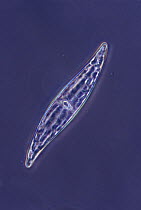 Diatom (Pleurosigma sp), Spain