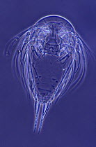 Copepod nauplius larval stage of development at 120x magnification, Spain