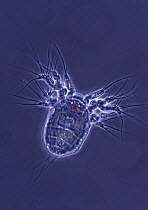 Copepod nauplius larval stage of development at 120x magnification with light sensing organ visible in red, Spain