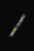 Diatom chain at 30x magnification, Spain