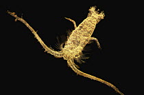 Copepods such as this make up a significant portion of marine zooplankton, Spain