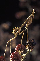 Praying Mantis (Empusa pennata) nymph on berries, Barcelona, Spain