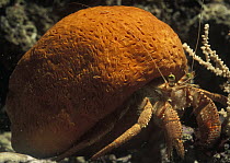 Hermit Crab (Dardanus arrosor) using a Sponge (Suberites domuncula) as its home, Mediterranean Sea, Spain