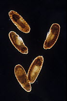 Fruit Fly (Drosophila melanogaster) embryos at 12x magnification, Spain