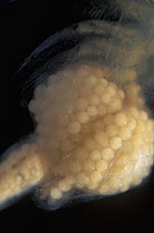 Brine Shrimp (Artemia salina) egg sac close up, Spain