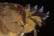 European Mole Cricket (Gryllotalpa gryllotalpa) foot, Spain