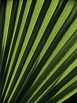 Palm (Washingtonia sp) leaf, Spain