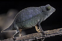 Pygmy Leaf Chameleon (Rhampholeon kerstenii) female, native to Kenya, Tanzania, and Somalia