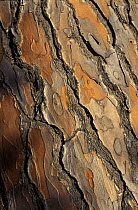 Italian Stone Pine (Pinus pinea) bark detail, Barcelona, Spain
