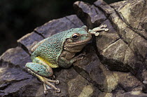 Cuban Treefrog (Osteopilus septentrionalis), Vinales Valley, Cuba