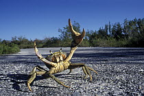 Blue Land Crab (Cardisoma guanhumi) in defensive posture, Juventud Island, Cuba